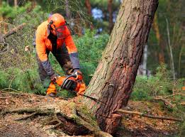 Best Tree and Shrub Care  in Thief River Falls, MN